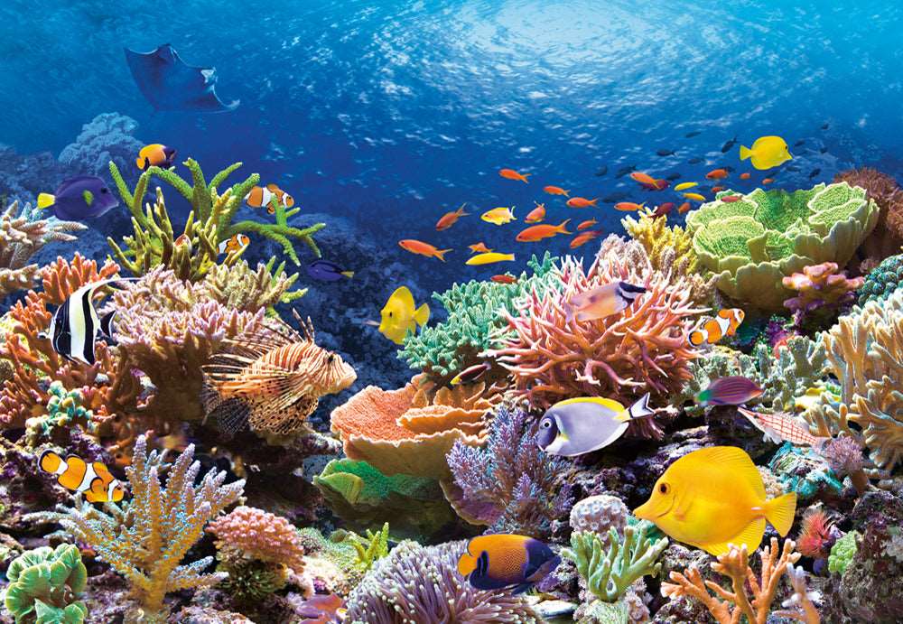 1000 Piece Castorland Jigsaw Puzzle – Coral Reef Fishes | Ocean Sealife Puzzle for Adults - Image 2