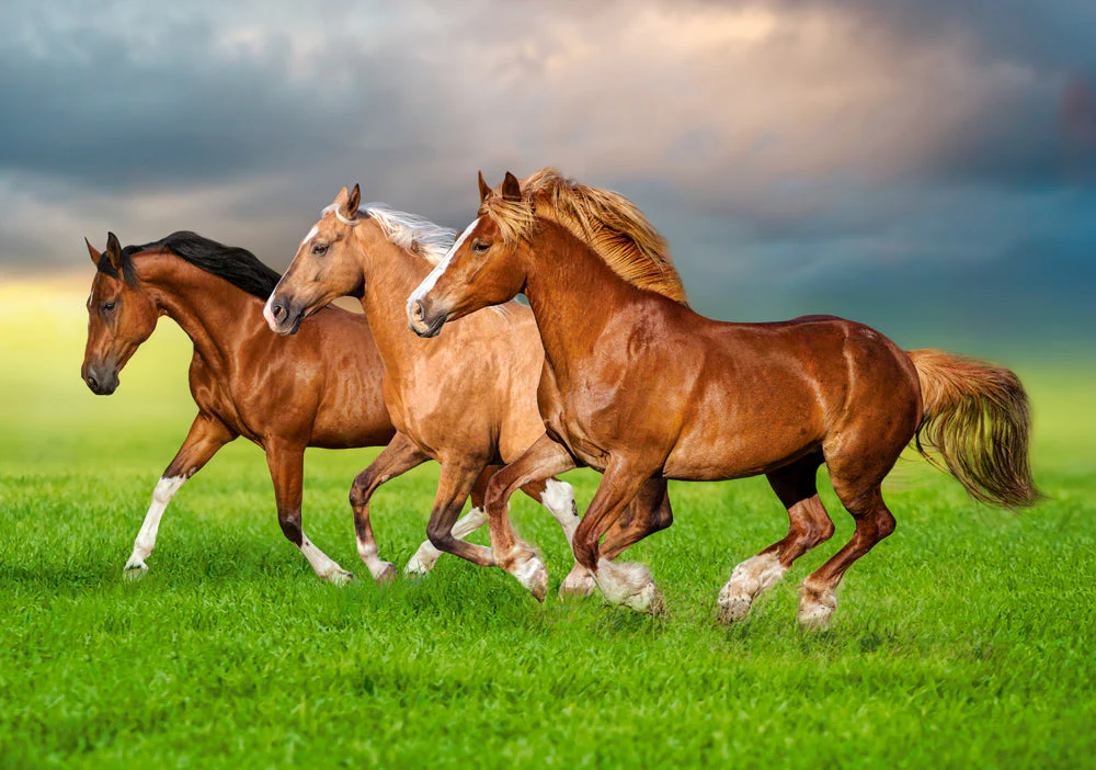 500 Piece Jigsaw Puzzle, Horses in Spring Rush, Animal puzzles, Power and beauty in motion, Adult Puzzle, Castorland B-54084 - Image 2